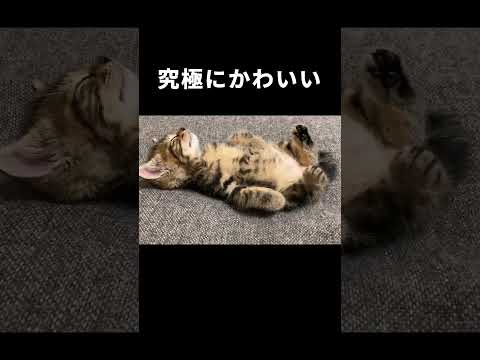 ソファで爆睡する子猫　#保護猫  #kitty