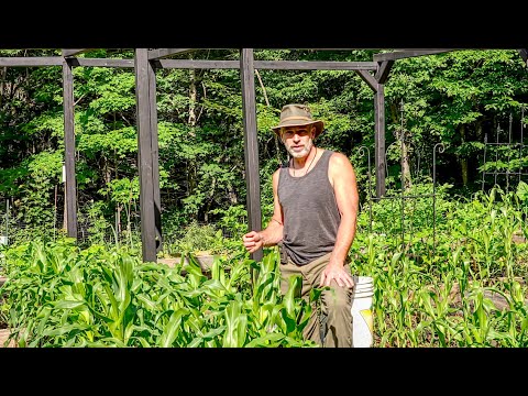 Growing Chicken Food, Planting Upland Rice, Using Biochar and Expanding the Chicken Run