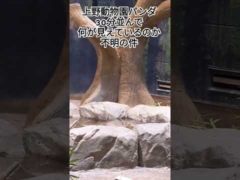 【悲報】あつしょうチャンネル　　　　　　　　　　上野動物園　パンダ　シンシン                 見えない