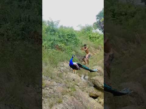 green peafowl, pavo muticus, Ährenträger,  #risk #short #viral #video #discovery #catch #top