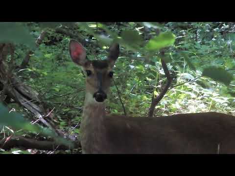 Beautiful Deer Listening