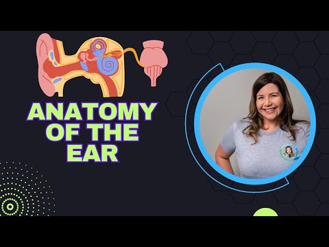 Anatomy of the Ear | 3D Model of the Ear