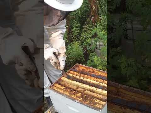 Why Doesn't Beekeeping Lady Get Stung? (And why I do)