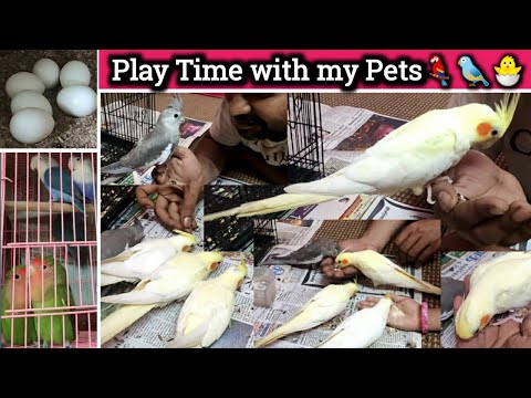 Cockatiel and African love birds/செல்லக்குட்டிகளின் சேட்டைகள் Playing time with my Pets