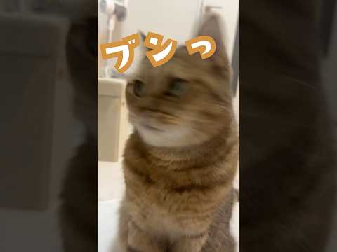 【猫動画】結局…運動音痴なネコが可愛いのよ… #shorts