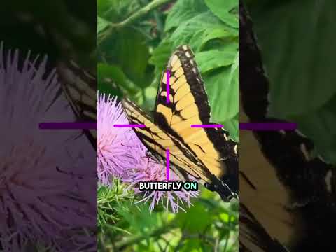 Discover Nature with Amazing Butterflies! 🦋 Kids Bug Video