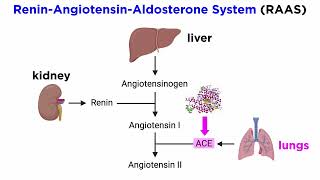 Angiotensin-Converting Enzyme Inhibitors (ACE Inhibitors)