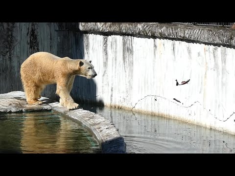 20241020③お魚降ってきたフブキの対応