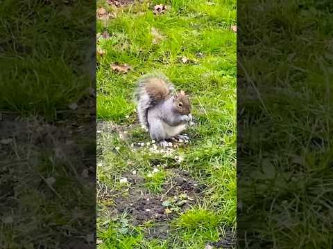 Cute squirrel enjoying the morning breeze 🌬️🐿️♥️#shortsvideo #squirrel #squishy