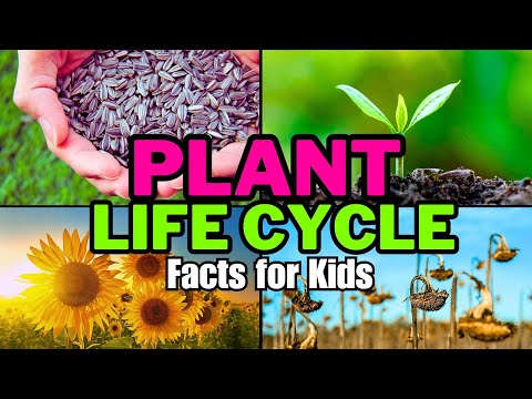 Plant Life Cycle Facts For Kids