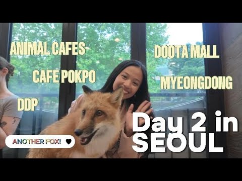 Solo Travel Korea Day 2: Meerkat Friends, Cafe Pokpo, Dongdaemun Malls