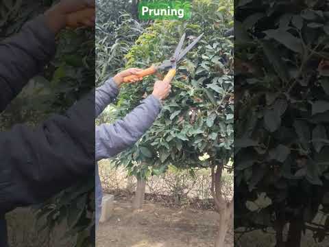 Shaping of tree#pruning #gardening #trending #viralshort #botany#youtubeshort #naturelovers