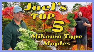 Top 5 Mikawa Type Japanese Maples w/ Matt and Joel!