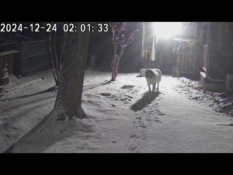 【ルンルンの裏庭】-2℃の雪降る深夜にひとりで番犬をするベル