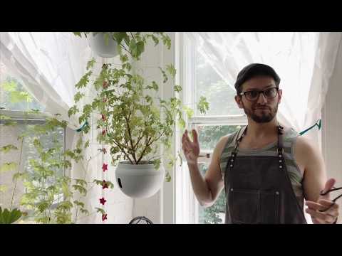 How to Prune an indoor Citronella Geranium Plant - trimming your indoor plants