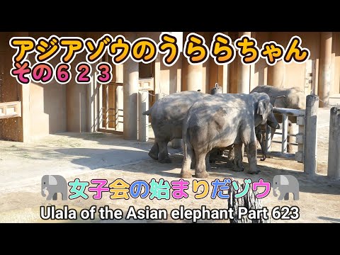 アジアゾウのうららちゃん（６２３）🐘女子会の始まりだゾウ🐘（東山動植物園）Ulala of the Asian elephant Part 623