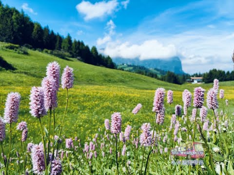 【Italy。Dolomiti】北義.多洛米蒂、六月百花盛開|Dolomiti,Dolomites in June |小米麻糬帶路Showme Go!