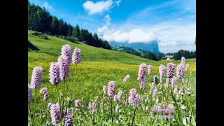 【Italy。Dolomiti】北義.多洛米蒂、六月百花盛開|Dolomiti,Dolomites in June |小米麻糬帶路Showme Go!