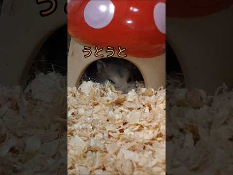 眠そうなのが可愛いハムスター（ピク）#ハムスター #癒される #hamsters #うとうと #眠そう #可愛い#癒し動画