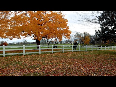 HORSES in AUTUMN - Relaxing 4K Video