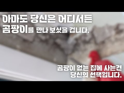 어디서든 볼 수 있는 곰팡이 종결,  곰팡이랑 싸웠다