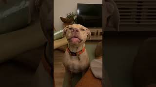 Sassy Pit Bull Yells at Mama! Jealous of sister. #pitlove #doglovers #dogshorts #shorts