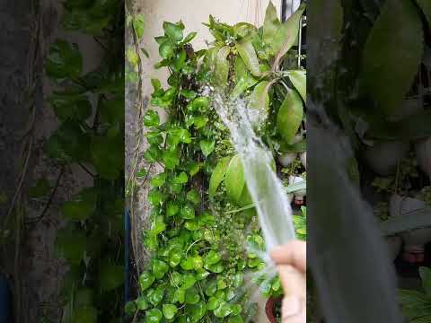 এ আর এক শান্তি... #bengalivlog #plants