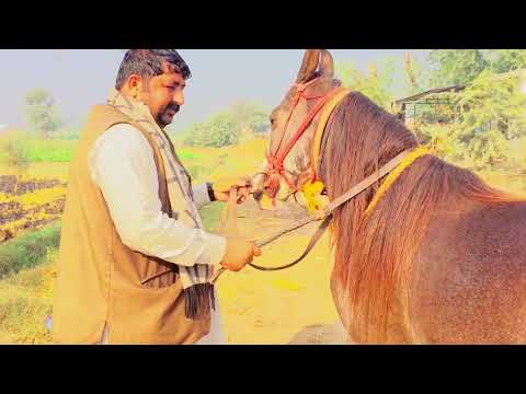 Horse for sale in Pakistan #horse #horseenthusiast