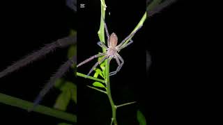 Amazing Spider 💕🕷️💕🕸️ #cuteanimals #spider #amazingspider #wildlife