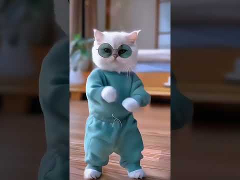 Funny cat Dance 🩰 video