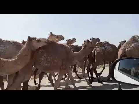 Camels on Road Side Balochistan