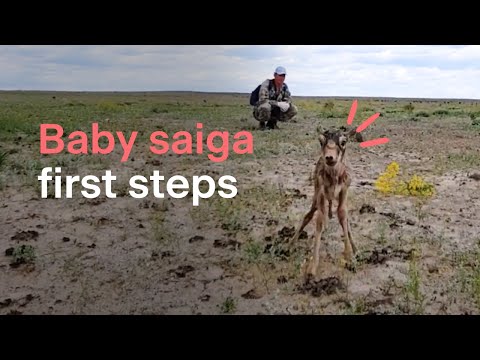 Adorable baby saiga takes first steps in Kazakhstan