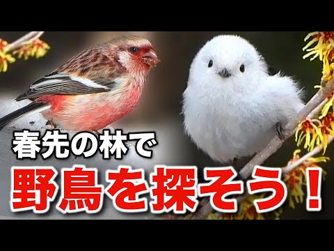 まさに癒しの連続！シマエナガと美しい野鳥たちを観察しよう！