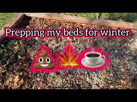 Prepping my Garden Beds for Winter! 💩☕️🍁 AND How I Over Winter my in-ground Pepper Plants! #garden