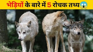 भेड़ियों के बारे में 5 रोचक तथ्य😱 | #shorts #newfactsvideohindi #amazingfactsvideo