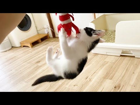 意地でもエビを離さない子猫