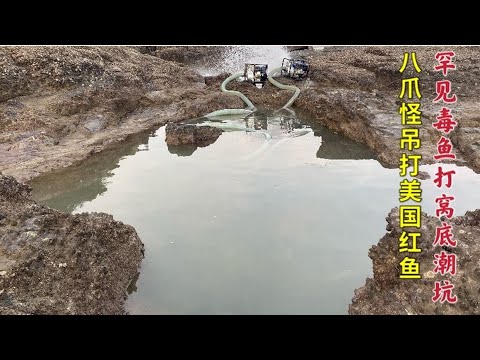 【阿向趕海】毒魚打窩底潮坑 竟引來八爪魚吊打美國紅魚 魚獲爆桶引村民哄搶