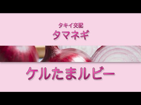 【野菜】「品種解説」タマネギ　タキイ交配『ケルたまルビー』