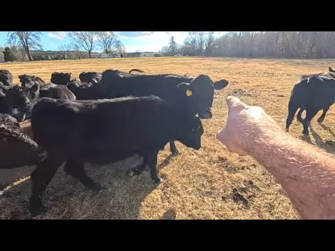 Live Farming! The SNOW IS COMING the COWS KNOW IT!