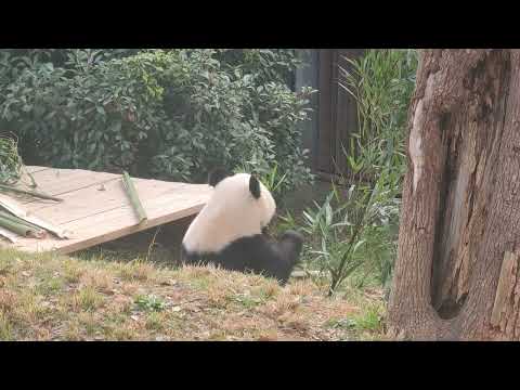 长沙大熊猫大美和青青