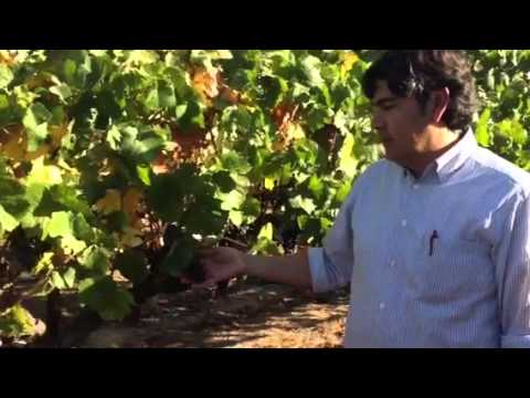 Watch Winemaker Gustavo Gonzalez discuss Pinot Noir in Stanly Ranch