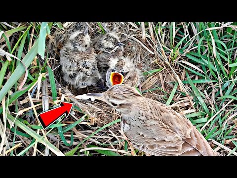 Mother lark trying to clean nest and baby wants to eat it @BirdPlusNest