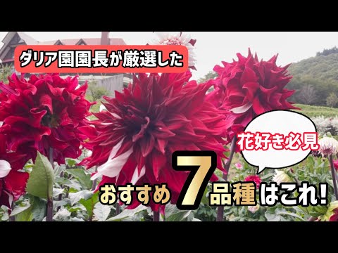 【花】秋田国際ダリア園 園長が超厳選！ダリアおすすめ7品種