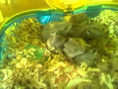 Baby hamsterz