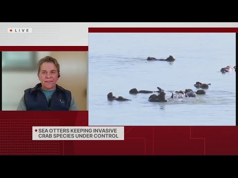 Sea otters keeping invasive crab species under control