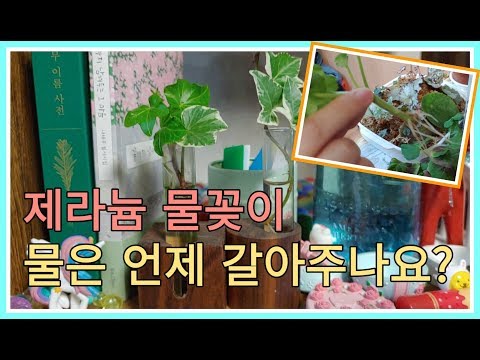 제라늄 물꽂이 물은 언제 갈아주나요?ㅣWhen will the water be changed for water breeding?