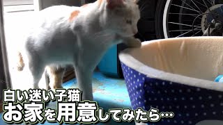 白い迷い子猫にお家を用意してみたらい意外な行動に・・・