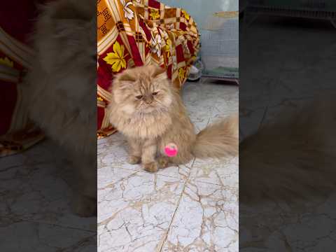 This Cat’s Reaction to a Small Ball Will Make You Laugh! 🐾😂