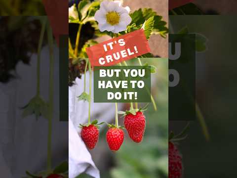 DON'T COMPROMISE YOUR STRAWBERRY PLANT!