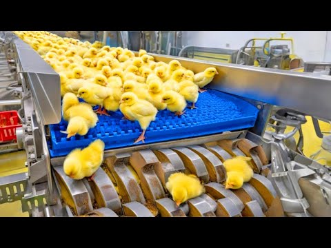 Chicken Egg Incubation Technology and Broiler Raising Process | Chickens Mega Factory